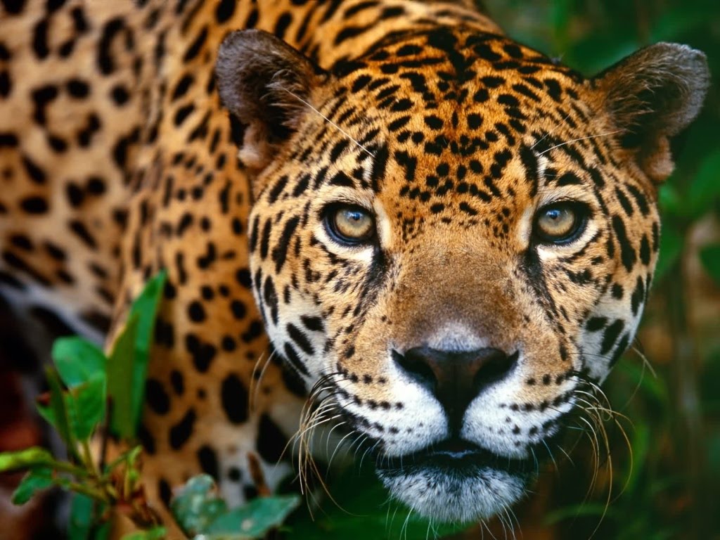 Jaguar Animal Running