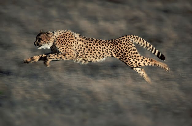 Jaguar Animal Running