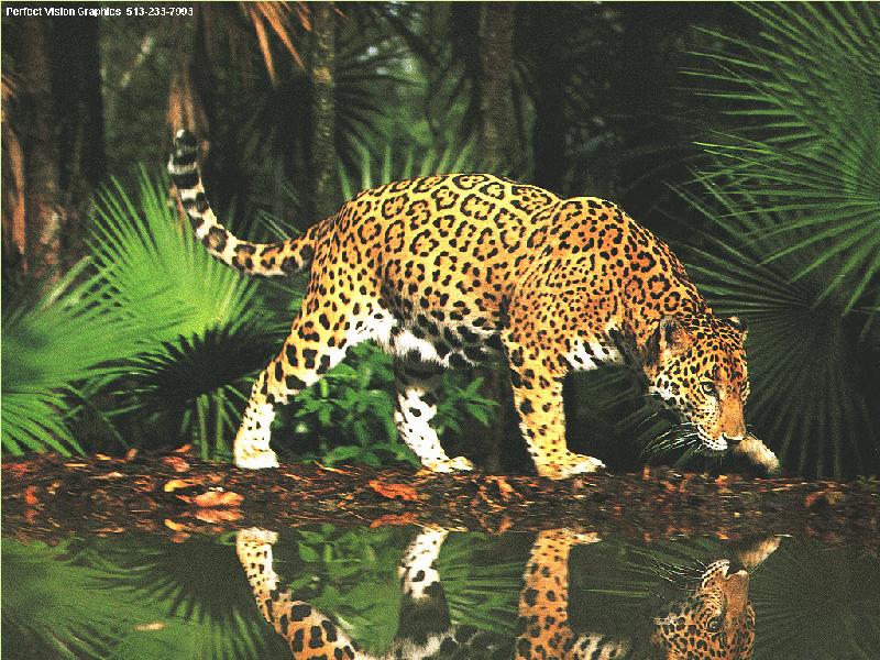 Jaguar Animal Running