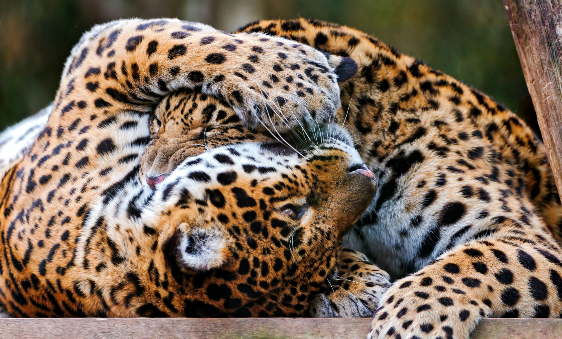 Jaguar Animal Wallpaper Hd