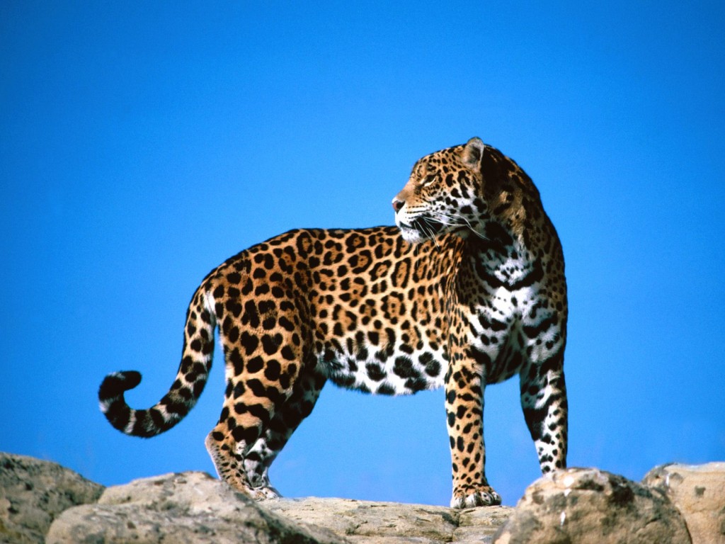 Jaguar Animal Wallpaper