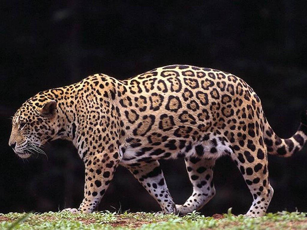 Jaguar Animal Wallpaper