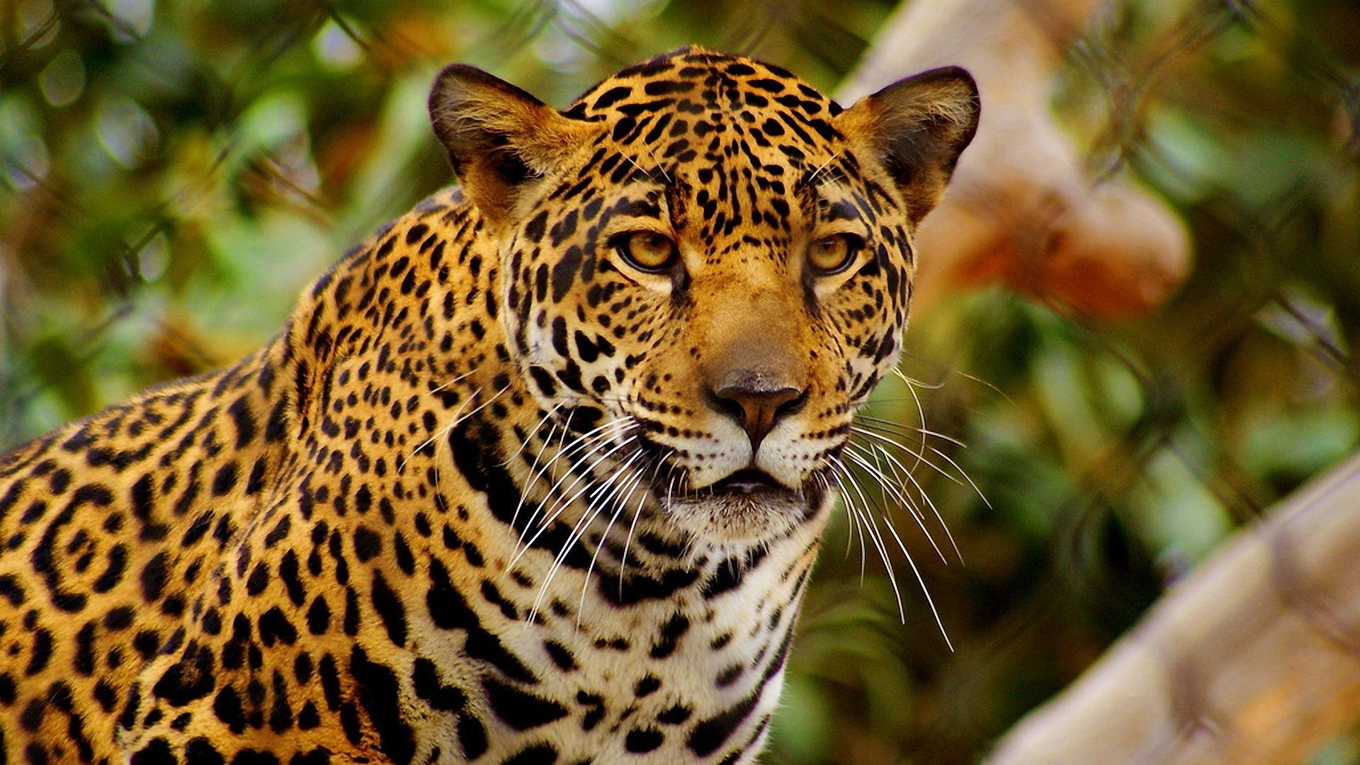 Jaguar Animal Wallpaper