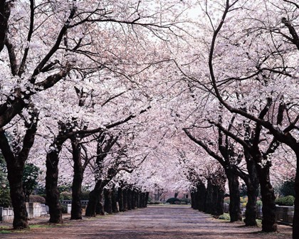 Japanese Blossom Tree Wallpaper