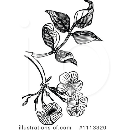 Jasmine Flower Clip Art
