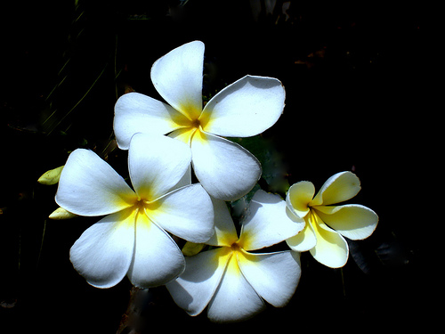 Jasmine Flower Drawing Tattoo