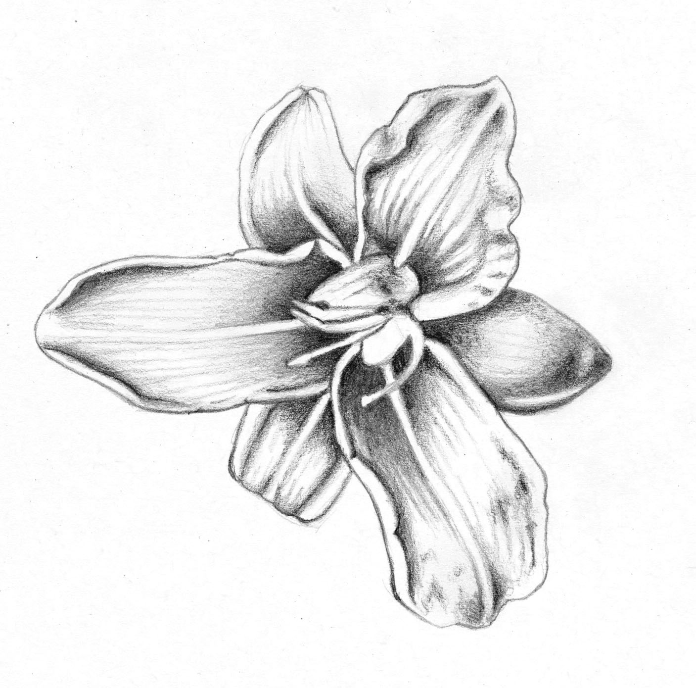 Jasmine Flower Drawing Tattoo