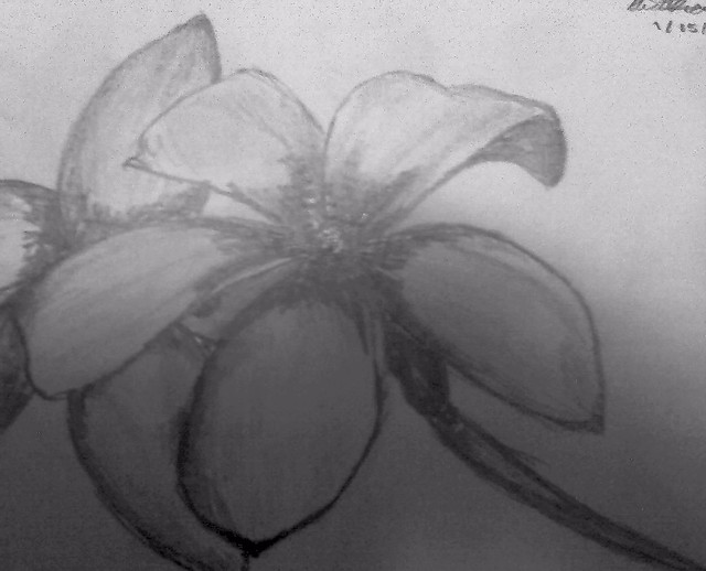Jasmine Flower Drawing Tattoo