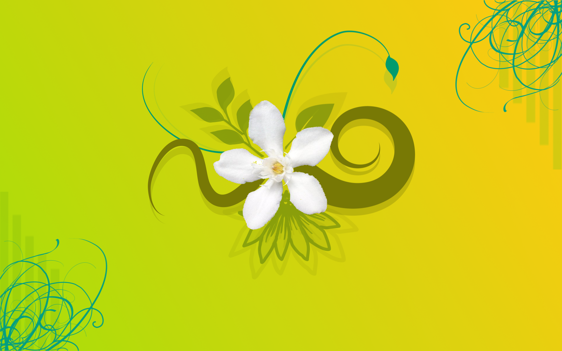 Jasmine Flower Vector