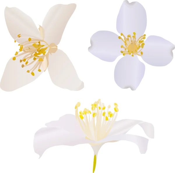 Jasmine Flower Vector