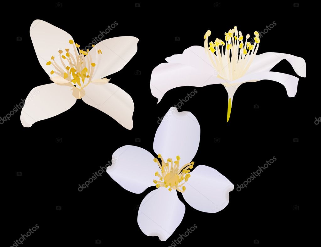 Jasmine Flower Vector