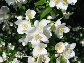 Jasmine Flower Vine
