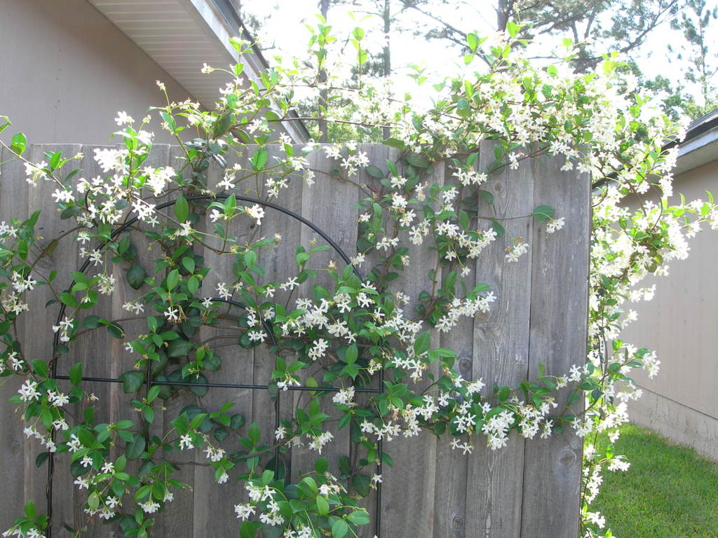 Jasmine Flower Vine