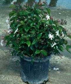 Jasmine Plant Care