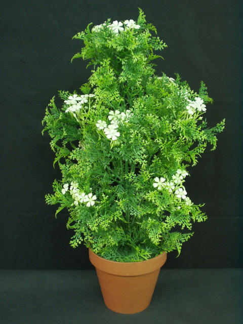 Jasmine Plant Care