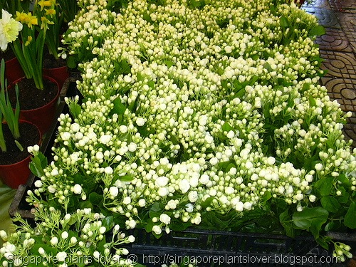 Jasmine Plant Care