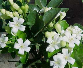 Jasmine Plant Care