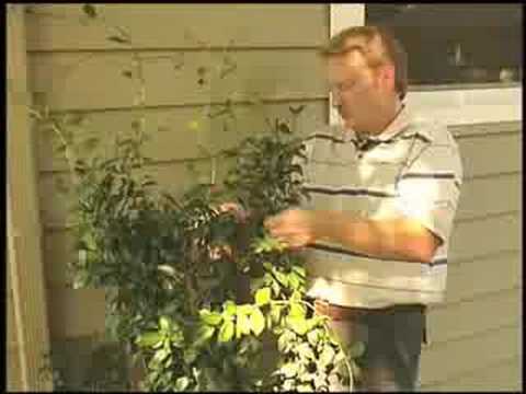 Jasmine Plant Care Outdoor