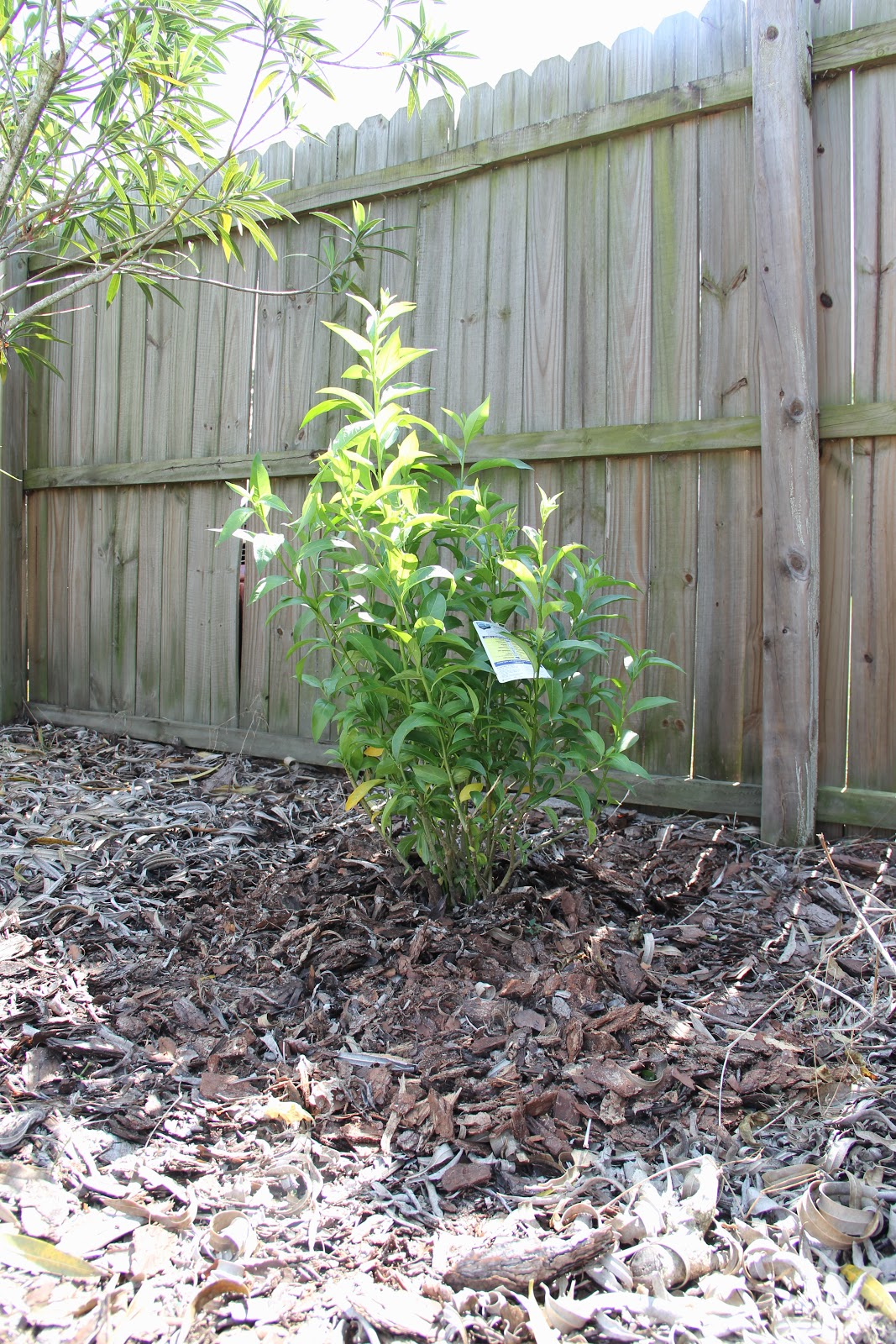 Jasmine Plant Care Pruning