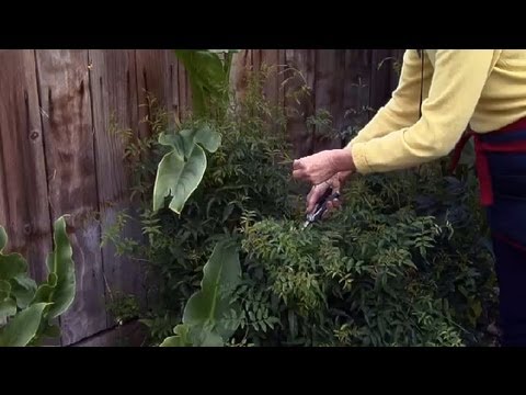 Jasmine Plant Care Pruning