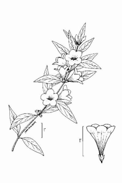 Jasmine Plant Drawing