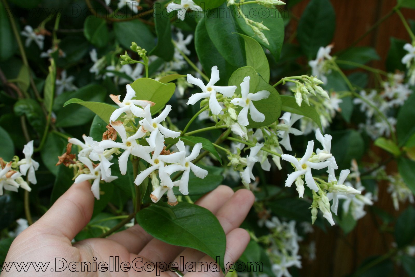 Jasmine Plant