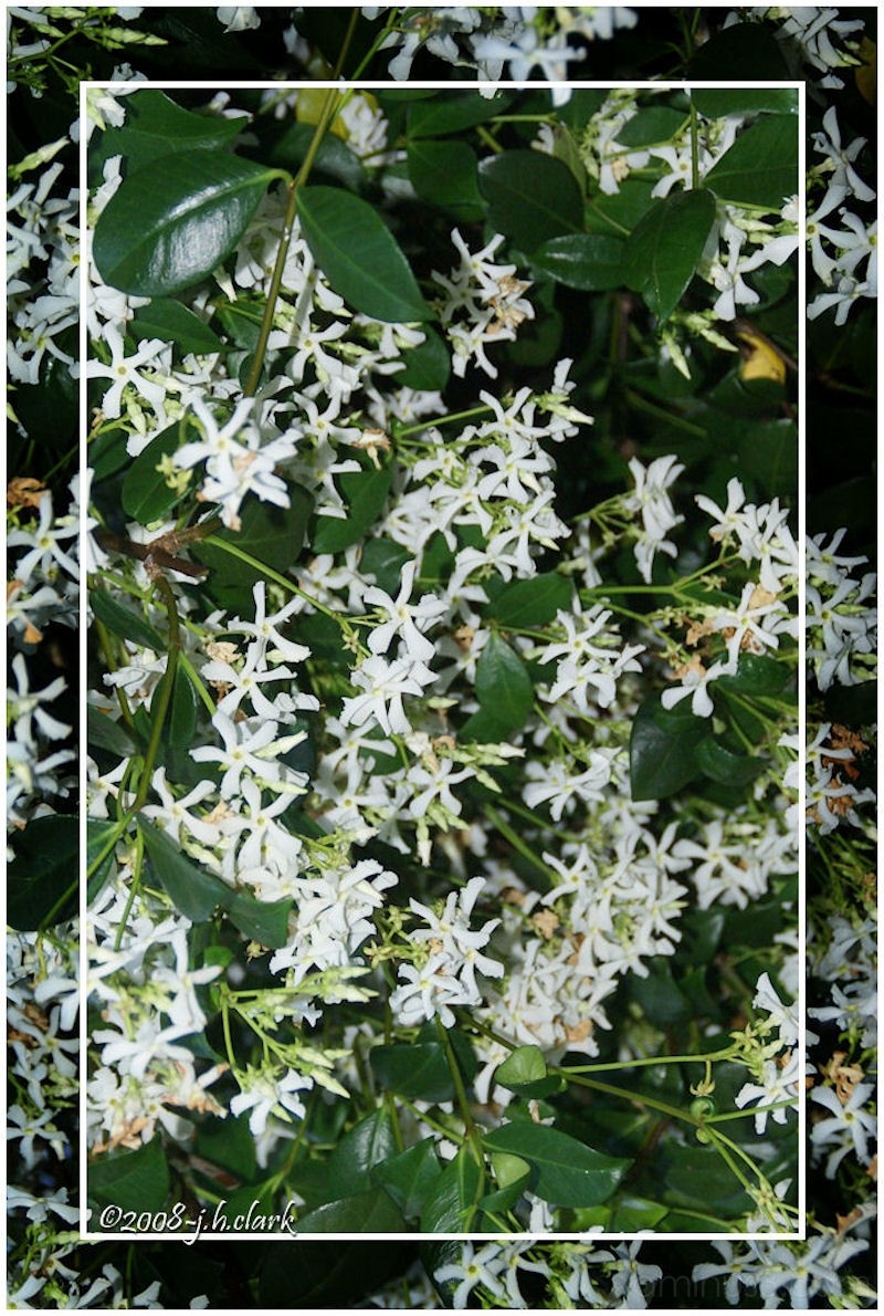 Jasmine Plant