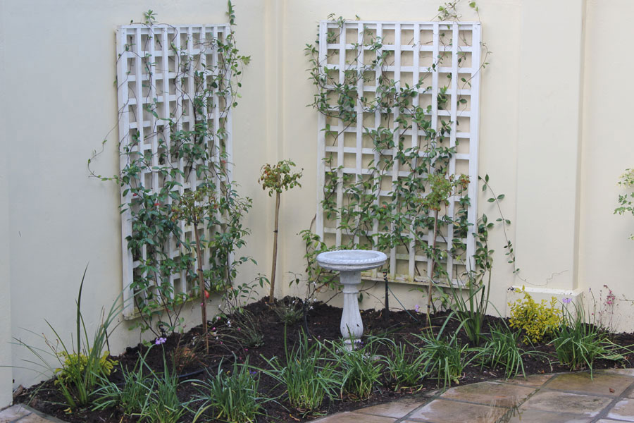 Jasmine Plant Trellis