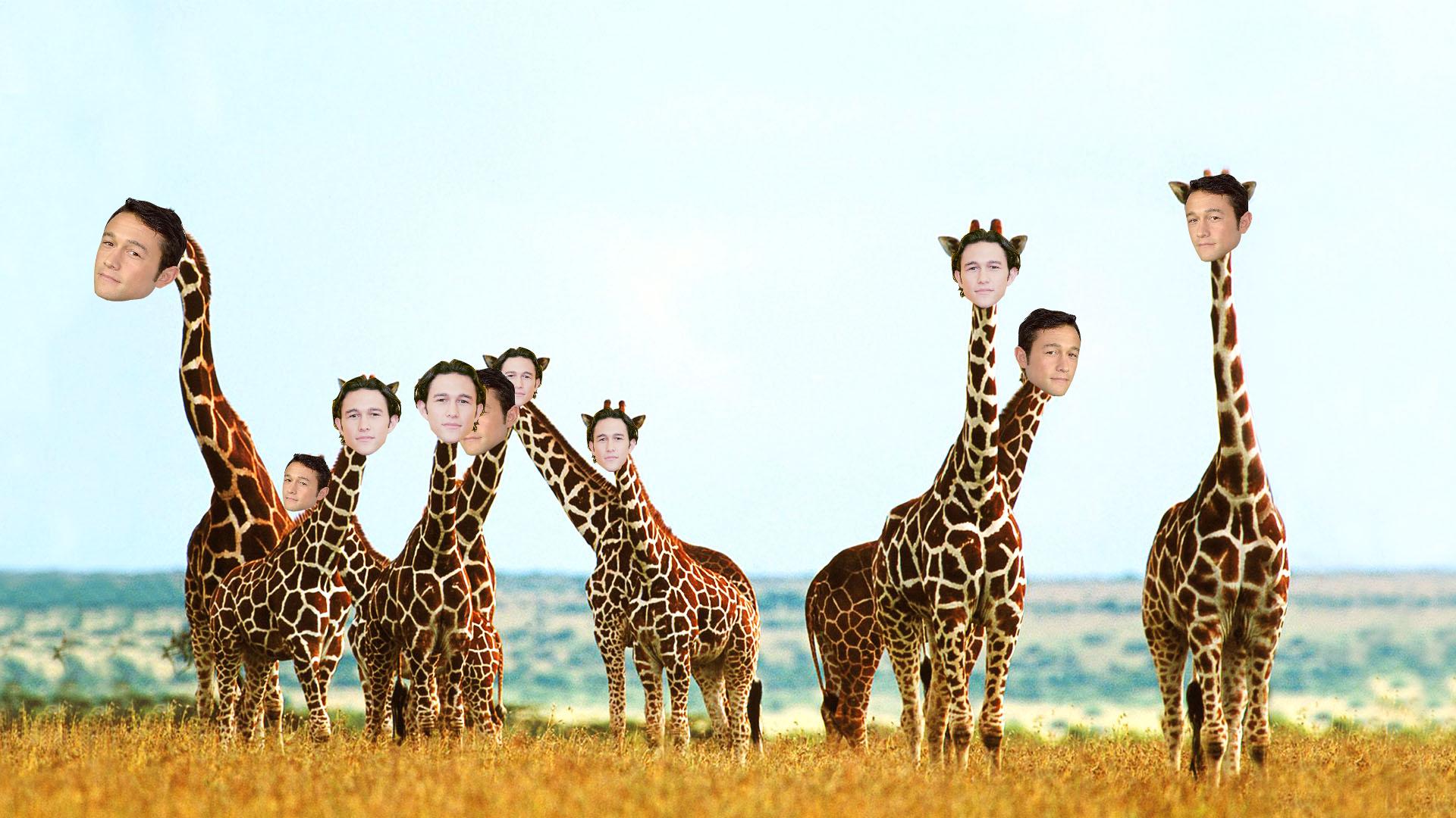 Jgl Giraffes