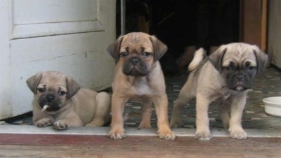 Jug Dog Breeders Uk