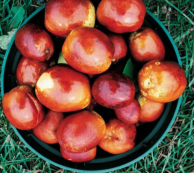 Jujube Fruit