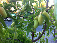 Jujube Fruit Tree