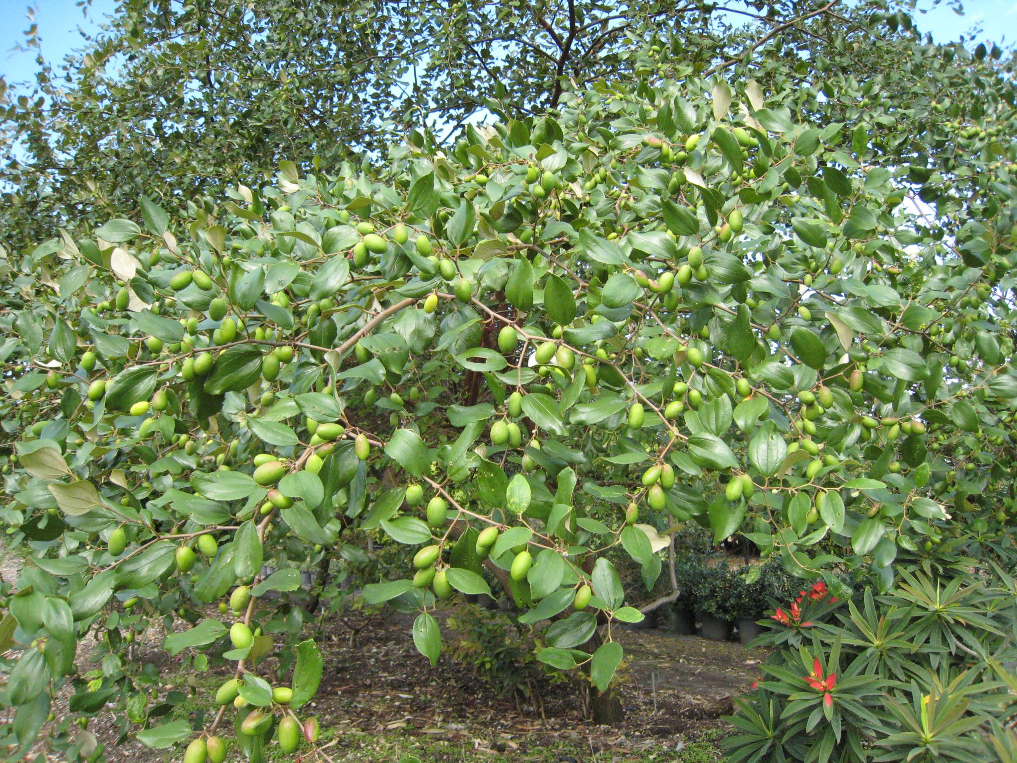 Jujube Fruit Tree