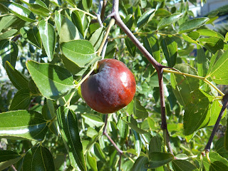 Jujube Fruit Tree