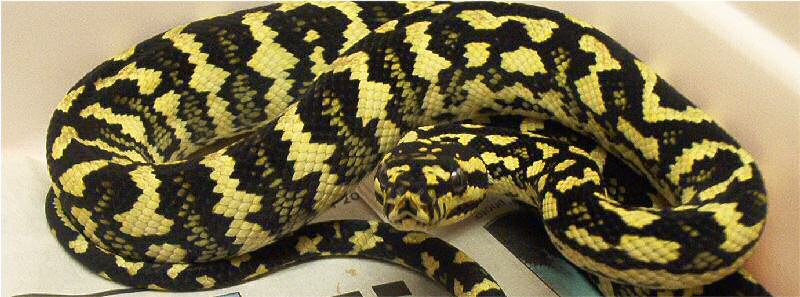 Jungle Jaguar Carpet Python Care