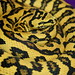 Jungle Jaguar Carpet Python Size