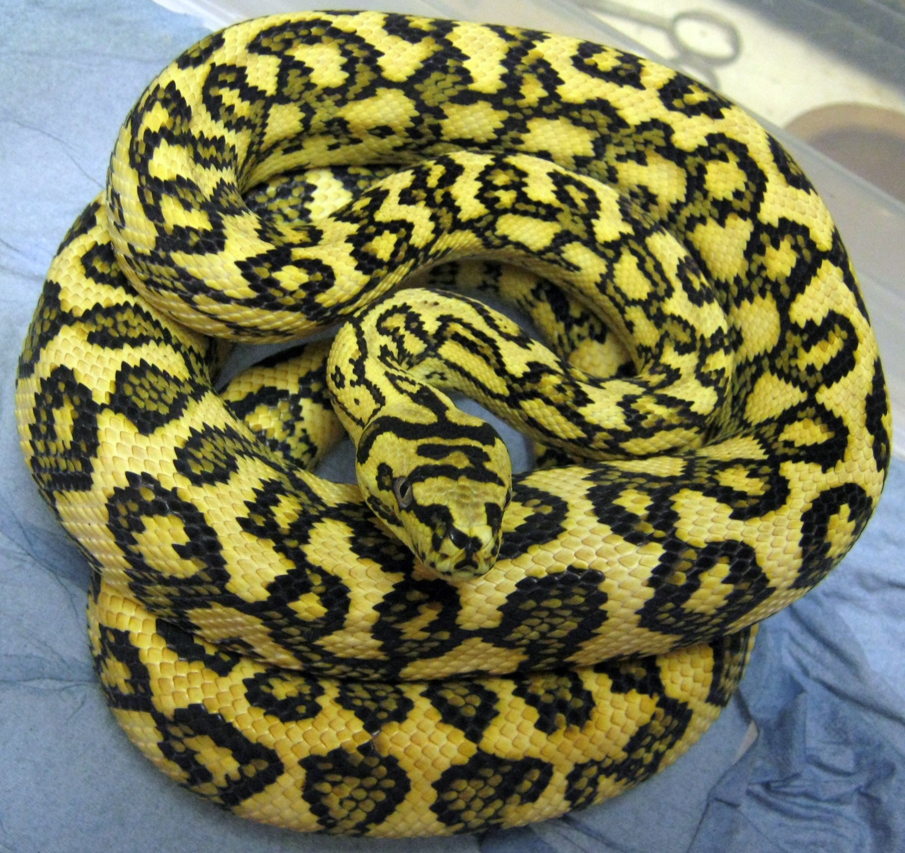 Jungle Jaguar Carpet Python Size