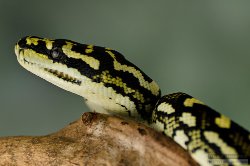 Jungle Jaguar Carpet Python Size