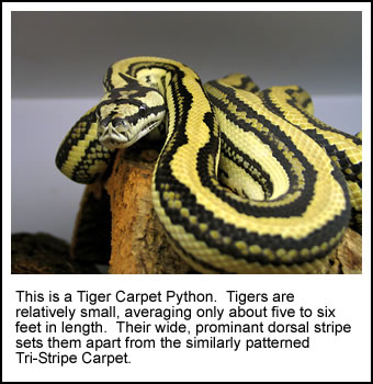 Jungle Jaguar Carpet Python Size