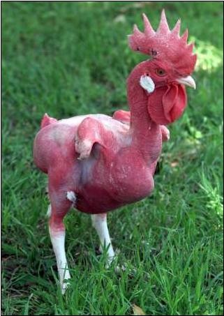 Kfc Chicken Mutant