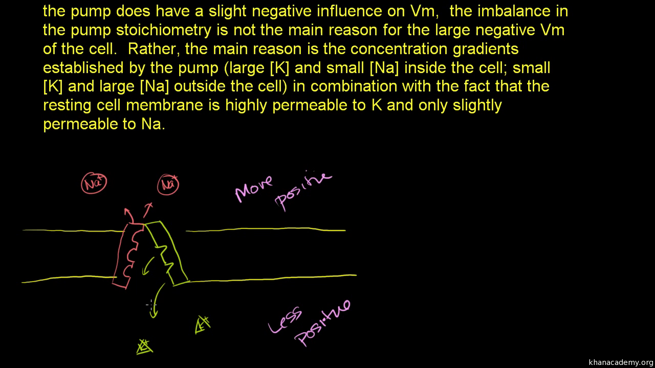 Khan Academy Saltatory Conduction