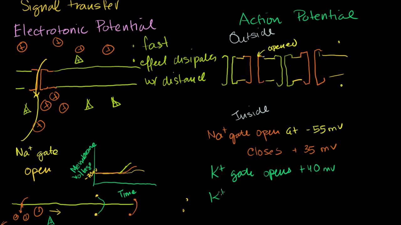 Khan Academy Saltatory Conduction