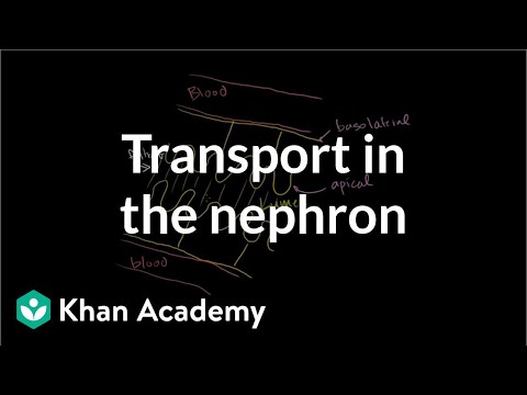 Khan Academy Saltatory Conduction