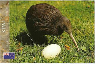 Kiwi Animal Eggs