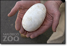 Kiwi Animal Eggs