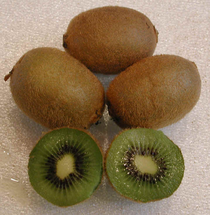 Kiwi Animal Fruit