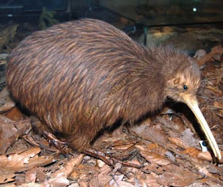 Kiwi Animal New Zealand