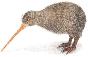 Kiwi Animal Pictures