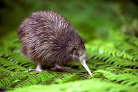 Kiwi Animal Pictures