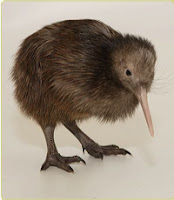 Kiwi Animal Pictures